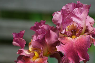 Close-up of pink roses