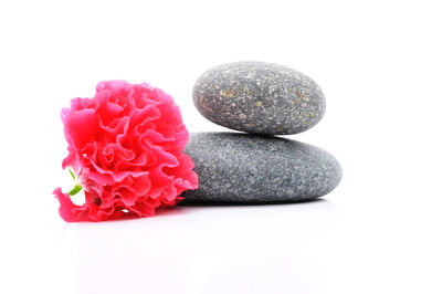 High angle view of pink flowers against white background