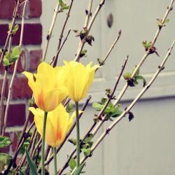 Close-up of yellow flowering plant