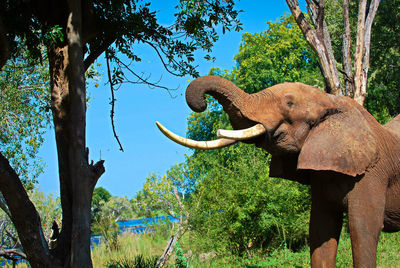 Close-up of elephant against plants