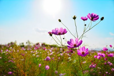 Close-up of cosmos flowers growing on field against sky during sunny day