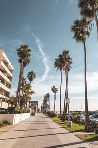 Footpath amidst palm trees against sky