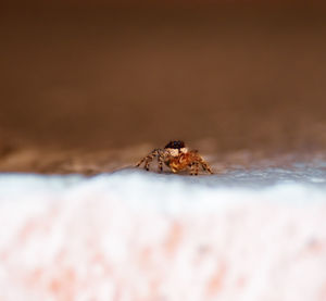 Close-up of insect on wood