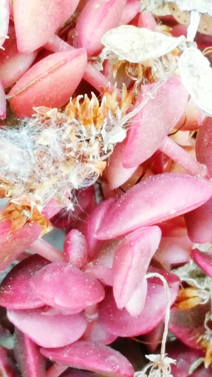 FULL FRAME SHOT OF PINK ROSES ON PLANT