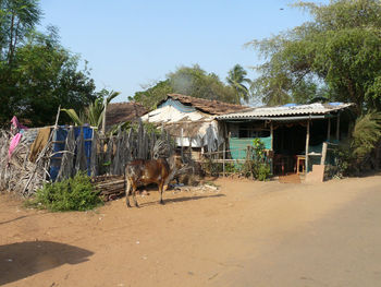 Sheep grazing on landscape