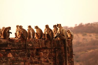 Close-up of monkeys sitting on stone wall