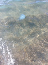 High angle view of jellyfish swimming in sea