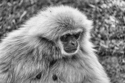 Close-up of portrait of white looking away