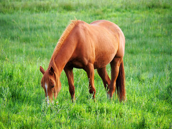 Horse grazing in a field