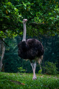 Bird standing in a field