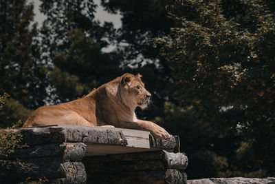 View of a cat on rock