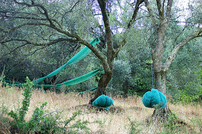 View of an animal on tree trunk in forest
