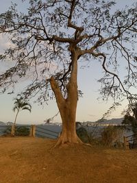 Tree on field against sky