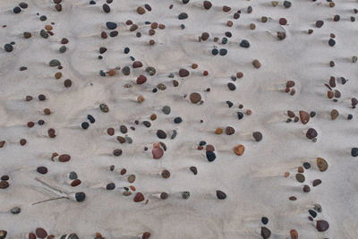 Aerial view of floral pattern