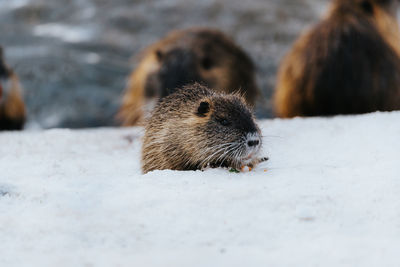 Close-up of coypu on land