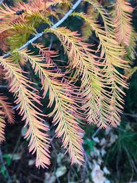 Close-up of pine tree leaves