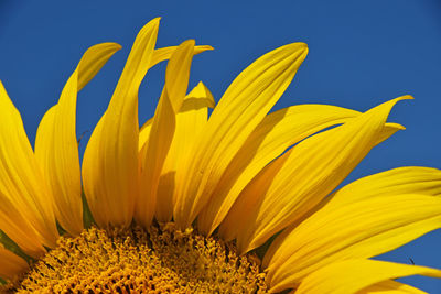 Close-up of sunflower