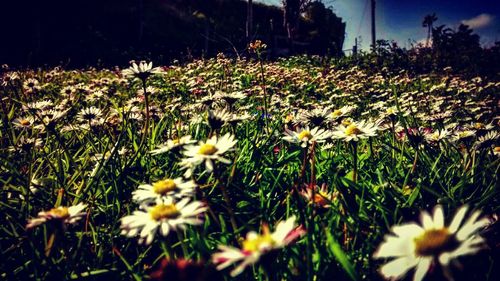 Close-up of white daisy blooming in field