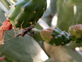 Close-up of berries on plant