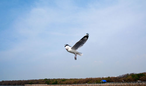 Bird flying against sky