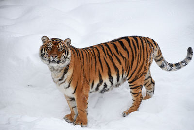 Tiger in a snow