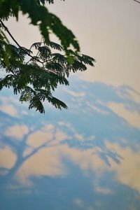 Low angle view of tree against sky