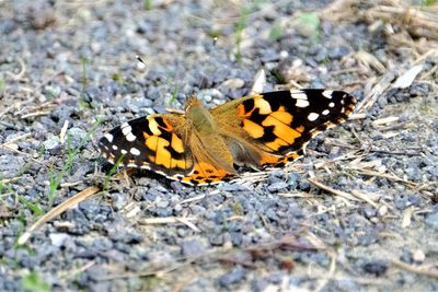 High angle view of butterfly