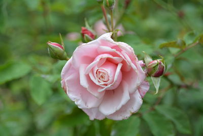 Close-up of pink rose