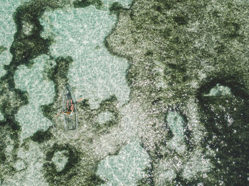 High angle view of plants in shallow water