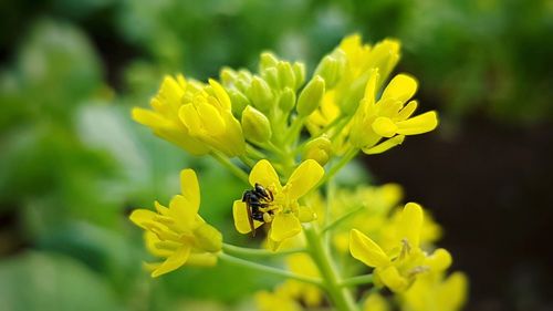 Close-up of insect on yellow flower