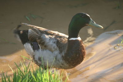 Close-up of mallard duck