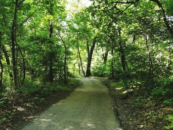 Road passing through forest