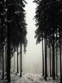 Trees in forest against sky