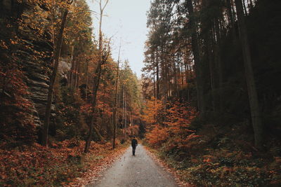 Rear view of man walking amidst trees in forest during autumn