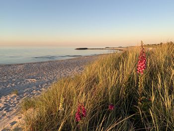 Scenic view of sea against clear sky