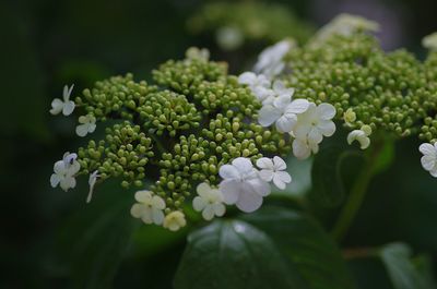 Close-up of white flowers