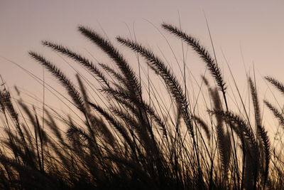 Close-up of stalks in field against sky