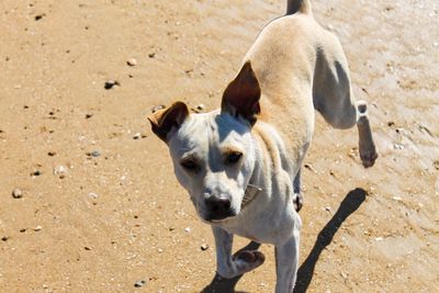 High angle view of dog on sand at beach