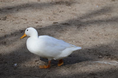 Close-up of seagull