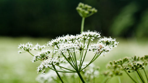 Close-up of fresh white flowers blooming outdoors