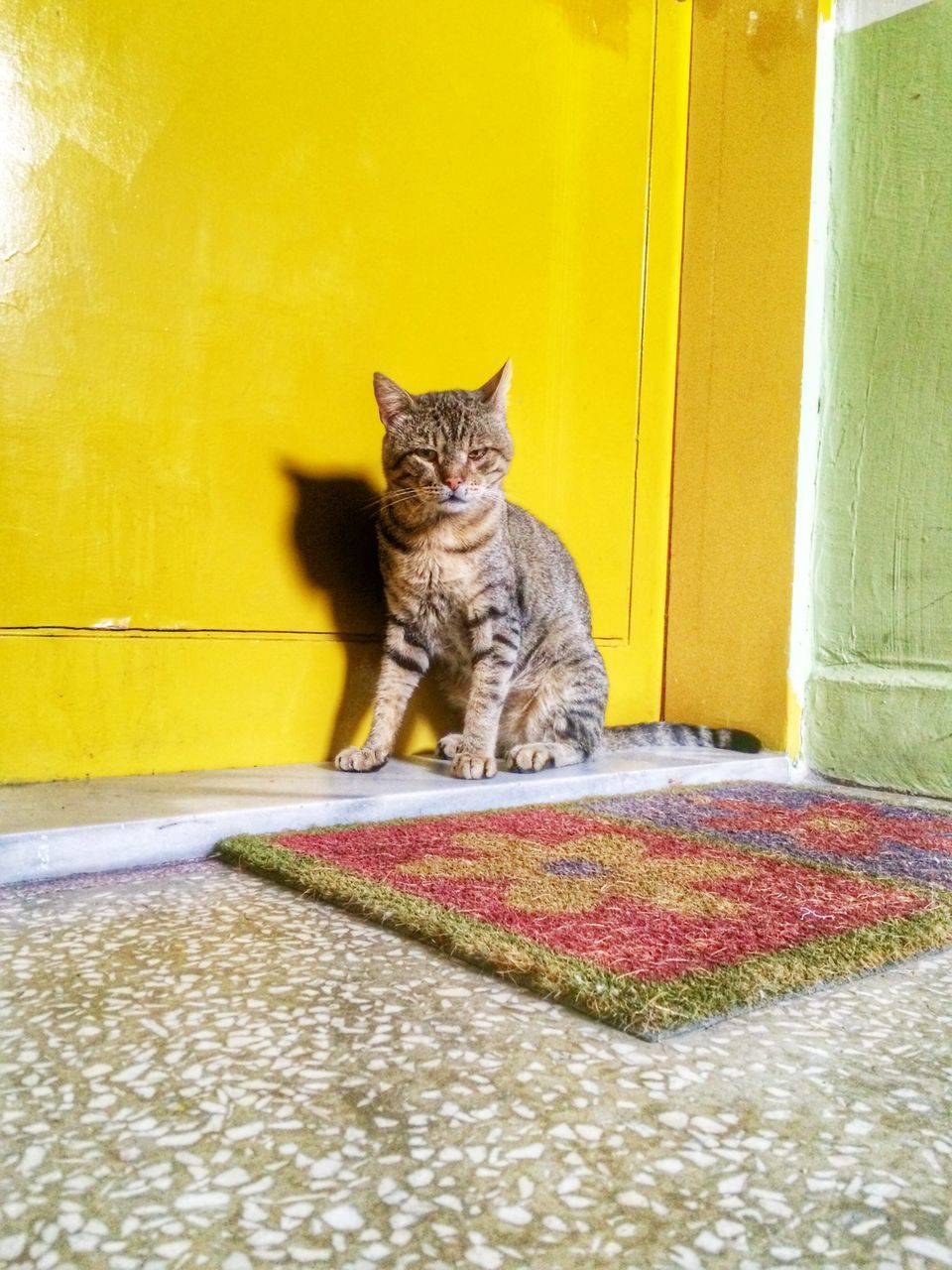 domestic cat, pets, domestic animals, cat, one animal, feline, mammal, animal themes, portrait, whisker, sitting, looking at camera, indoors, relaxation, alertness, staring, wall - building feature, no people, full length