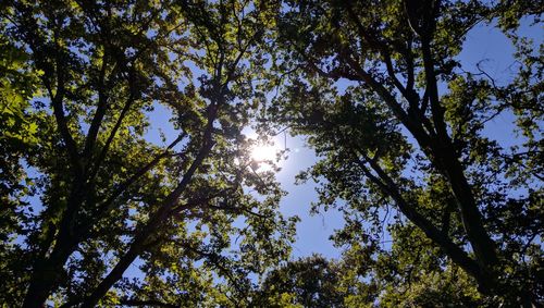 Low angle view of trees on sunny day