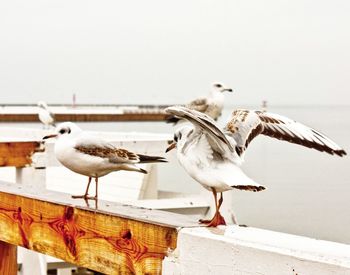 Seagull perching on railing against sea