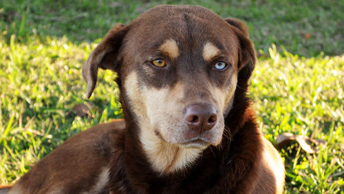 Close-up portrait of dog by grass