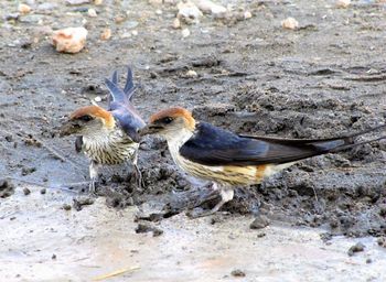 Close-up of bird