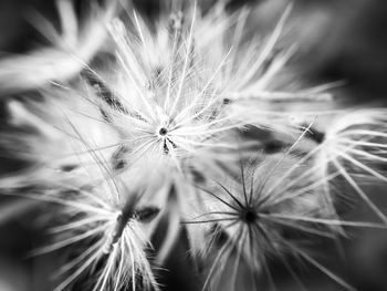 Close-up of dandelion