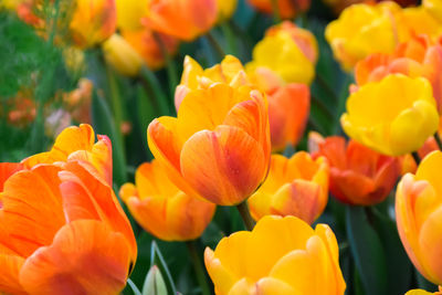 Orange yellow tulips flowers garden in spring