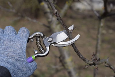 Close-up of hand using pruning shears on branch