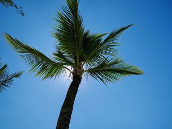 Low angle view of palm tree against clear sky