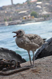 Close-up of seagull perching on land